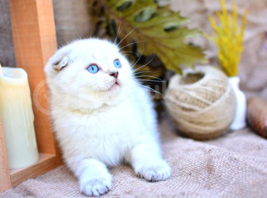 Bembeyaz Silver Ns1133 Scottish Fold Shorthair