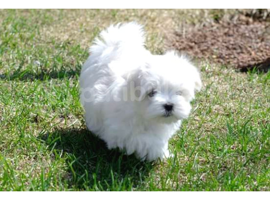 0 Numara Bem Beyaz Maltese Terrier Yavrularımız
