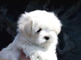 0 Numara Bem Beyaz Maltese Terrier Yavrularımız