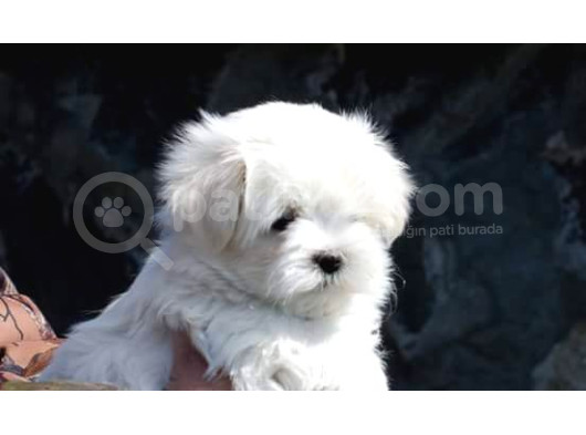 0 Numara Bem Beyaz Maltese Terrier Yavrularımız görsel
