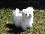 0 Numara Bem Beyaz Maltese Terrier Yavrularımız