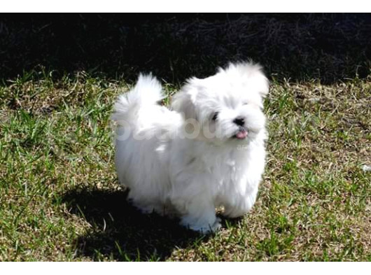 0 Numara Bem Beyaz Maltese Terrier Yavrularımız görsel