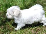 0 Numara Bem Beyaz Maltese Terrier Yavrularımız