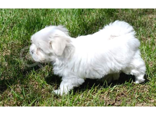 0 Numara Bem Beyaz Maltese Terrier Yavrularımız görsel
