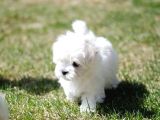 0 Numara Bem Beyaz Maltese Terrier Yavrularımız