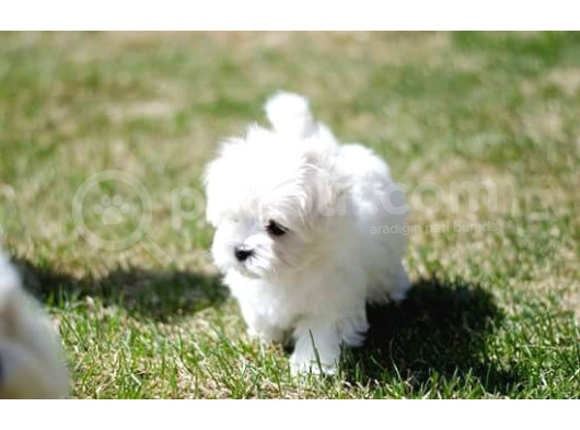 0 Numara Bem Beyaz Maltese Terrier Yavrularımız görsel