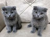 Scottish Fold Bebekler