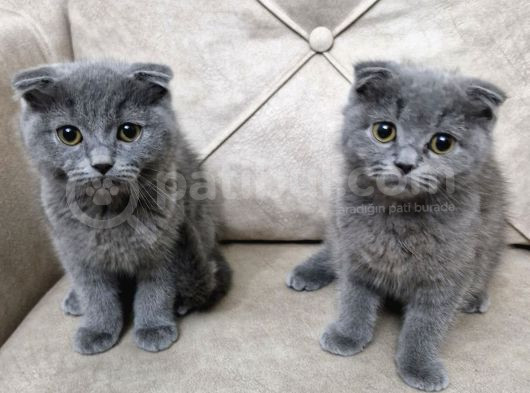Scottish Fold Bebekler görsel