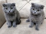 Scottish Fold Bebekler