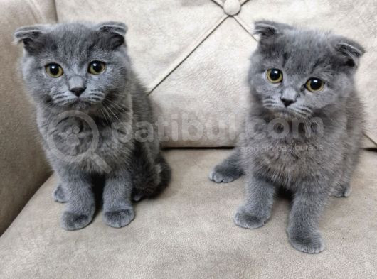 Scottish Fold Bebekler görsel