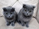 Scottish Fold Bebekler