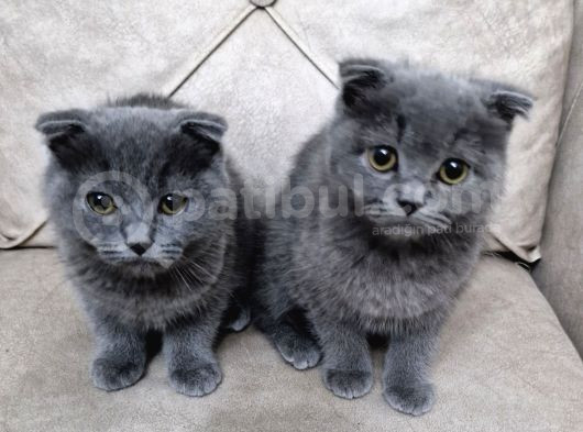 Scottish Fold Bebekler görsel