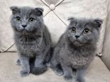 Scottish Fold Bebekler