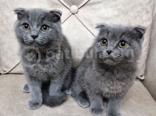 Scottish Fold Bebekler