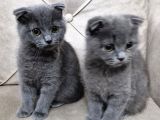 Scottish Fold Bebekler