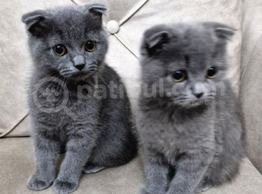 Scottish Fold Bebekler görsel
