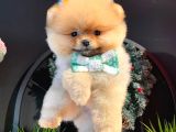 Safkan Secereli̇ Pomerani̇an Boo Yavrular