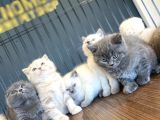 Renk Renk British Shorthair Yavrular Mağazamizda Görün