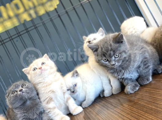 Renk Renk British Shorthair Yavrular Mağazamizda Görün görsel