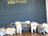 Renk Renk British Shorthair Yavrular Mağazamizda Görün