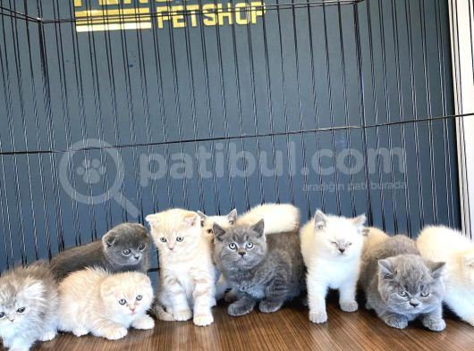 Renk Renk British Shorthair Yavrular Mağazamizda Görün görsel