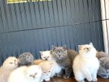 Renk Renk British Shorthair Yavrular Mağazamizda Görün