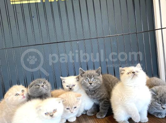 Renk Renk British Shorthair Yavrular Mağazamizda Görün görsel
