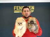 Show Kali̇te Pomeri̇an Boo Yavrular Mağazamizda Görün