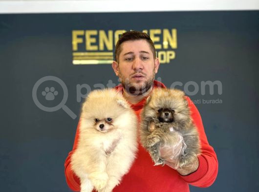 Show Kali̇te Pomeri̇an Boo Yavrular Mağazamizda Görün görsel