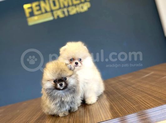 Show Kali̇te Pomeri̇an Boo Yavrular Mağazamizda Görün görsel