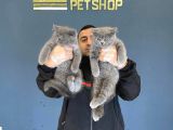 Renk Renk British Shorthair Yavrular Mağazamizda Görün