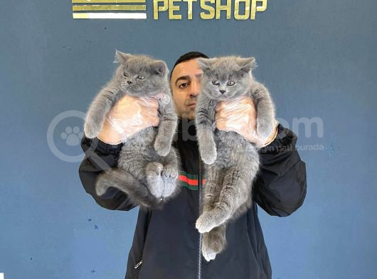 Renk Renk British Shorthair Yavrular Mağazamizda Görün görsel