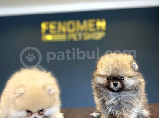 Show Kali̇te Pomeri̇an Boo Yavrular Mağazamizda Görün görsel