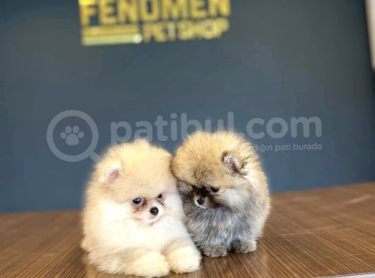Show Kali̇te Pomeri̇an Boo Yavrular Mağazamizda Görün görsel