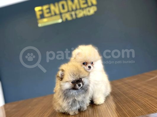 Show Kali̇te Pomeri̇an Boo Yavrular Mağazamizda Görün görsel