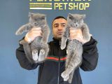 Renk Renk British Shorthair Yavrular Mağazamizda Görün