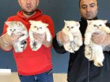 Renk Renk British Shorthair Yavrular Mağazamizda Görün