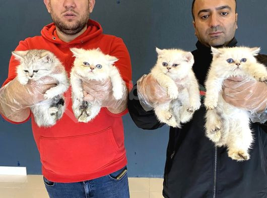 Renk Renk British Shorthair Yavrular Mağazamizda Görün görsel
