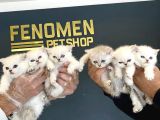 Renk Renk British Shorthair Yavrular Mağazamizda Görün
