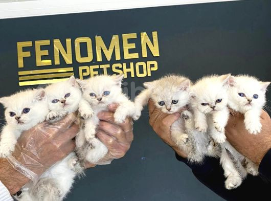 Renk Renk British Shorthair Yavrular Mağazamizda Görün görsel