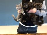 Renk Renk British Shorthair Yavrular Mağazamizda Görün