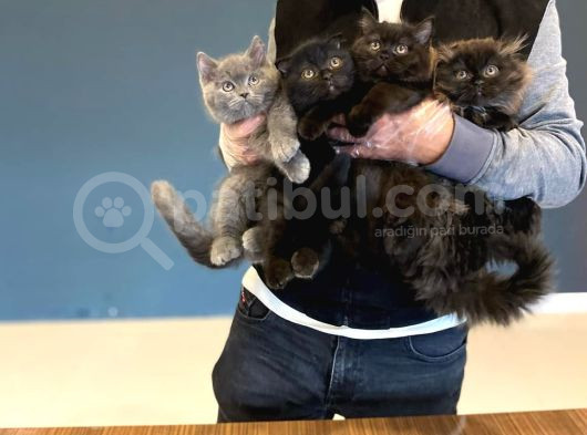Renk Renk British Shorthair Yavrular Mağazamizda Görün görsel
