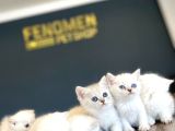 RENK RENK BRITISH SHORTHAIR YAVRULAR MAĞAZAMIZDA GÖRÜN