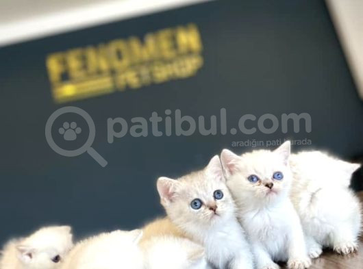 Renk Renk British Shorthair Yavrular Mağazamizda Görün