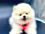 Ayı Surat Pomeranian Boo Yavru 