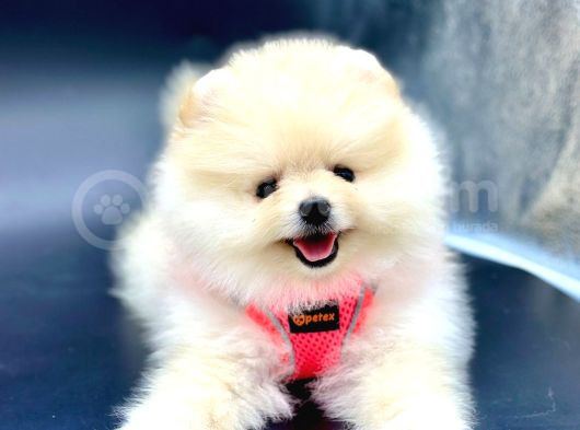 Ayı Surat Pomeranian Boo Yavru  görsel