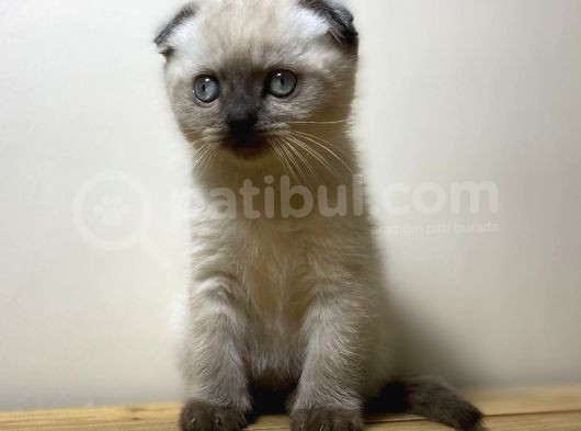 2 Aylık Erkek Scottish Blue Point