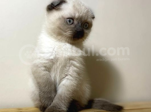 2 Aylık Erkek Scottish Blue Point görsel