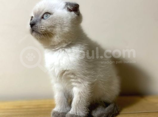 2 Aylık Dişi Scottish Blue Point görsel