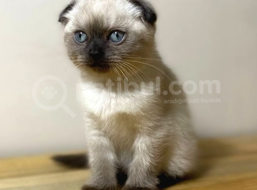 İki Buçuk Aylık Erkek Scottish Blue Poin görsel